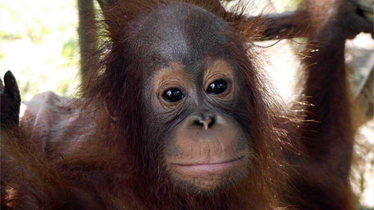 Everything you need to know about Orangutans and Palm Oil YouTube