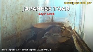Japan Herp Live - Japanese Toad 2026-05-25 09:00〜21:00 JST [Day]