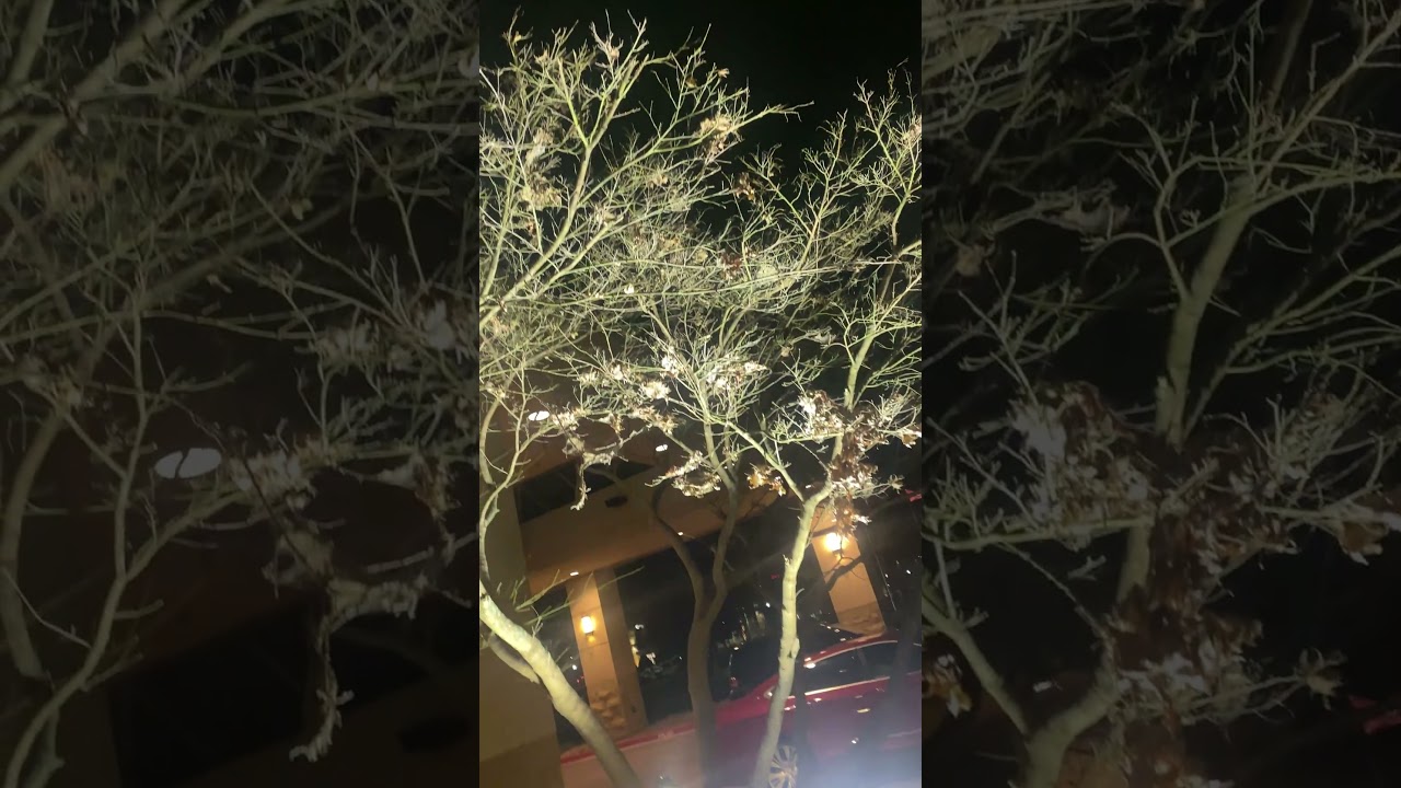 Take a wild guess , What type of tree is this? 