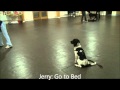 Pets in Mind Dog Training Class Tricks Pets in Mind Dog Training Class Tricks