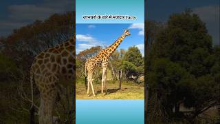 🦒 interesting facts about animals 🦒 #facts #amazingfacts #animals #intrestingfacts #shorts