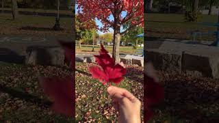 #autumncolors #maplestory #mapleland #mapleleafsnews #mapleleafs #mapletrees #mapletree #walking