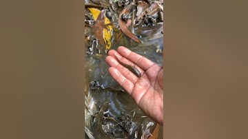 Giải cứu cá mắc cạn