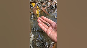 Giải cứu cá mắc cạn