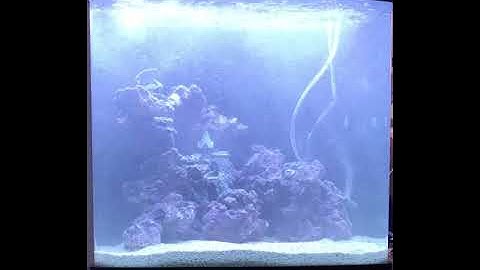 IceCap 1K Gyre in a BioCube 32 - Positioned Vertically, Aimed Behind Scape