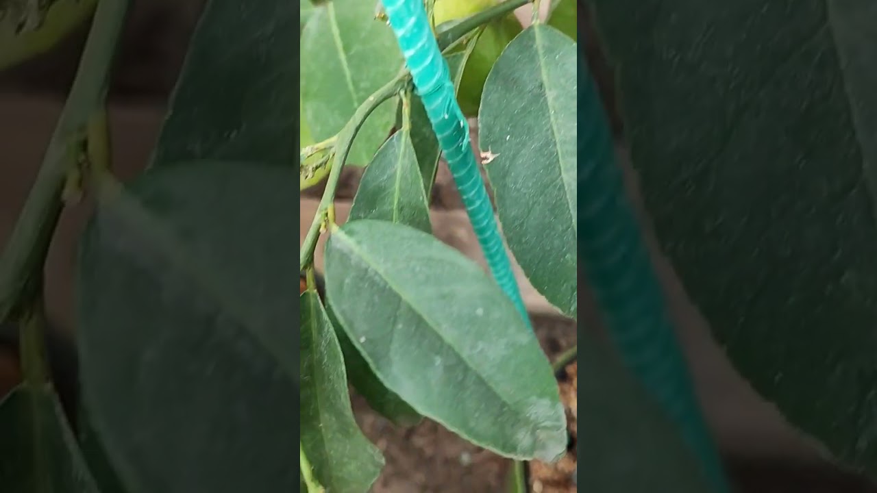 Red Lime, скоро дигустация