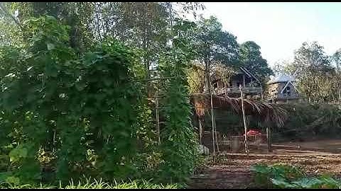 phooj ywg tus qaib qua zoo tshaj qaib qus,yog qaib tshaj lij tus tub