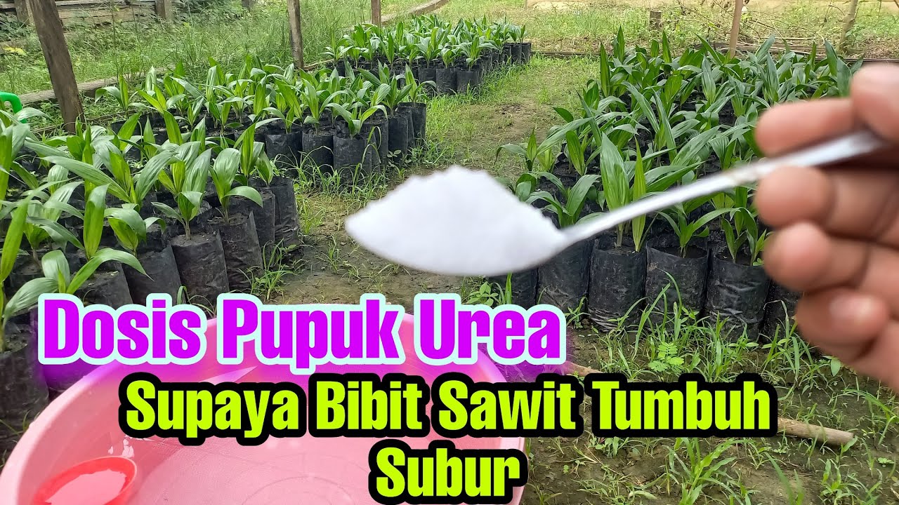 Cara pemupukan bibit sawit umur 10 minggu | menggunakan PUPUK UREA