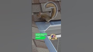 Squirrels Evicted! Thanks Xtreme Gutter Guard #shorts