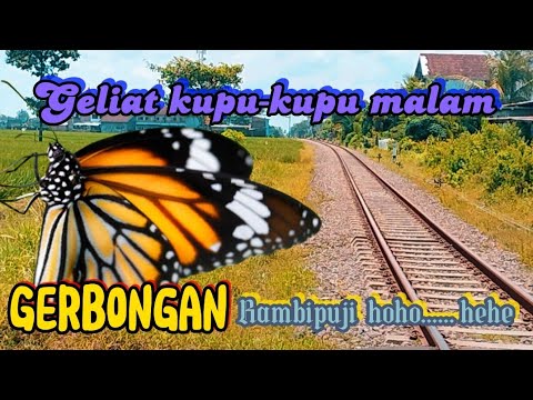 Geliat kupu-kupu 🦋 malam(PSK)di rel gerbongan KIA rambipuji