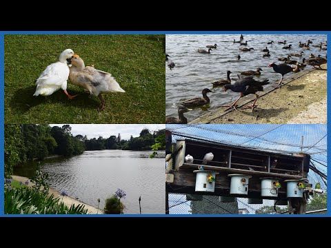The Birds of Virginia Lake (Whanganui) ~ 18/01/2026 (HD)