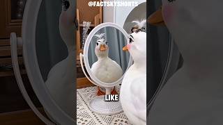 Faktafakta Menggemaskan Tentang Bebek Call  shortsfeed pets viral cute facts animals du