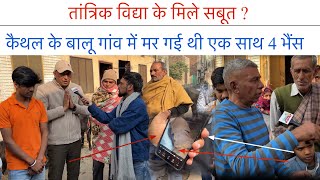 तांत्रिक विद्या से मार दी पड़ोसी की चार भैंस? | गांव बालू में बड़ा खुलासा | Swag Media | 