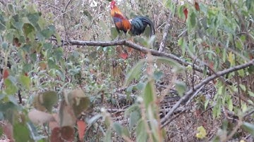 Yos hav zoov dib qaib qus 2020 Part#01