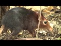 Zanzibar Life: black and rufous Sengi a.k.a Elephant Shrew