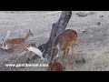 Big fallow hunts