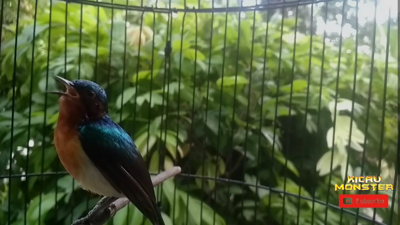 KOLIBRI WULUNG FULL KENARIAN untuk Masteran burung kicau 