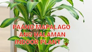 HOW TO GROW AND TAKE CARE OF INDOOR PLANT 🪴 #plants #shortvideo #garden #indoorplants