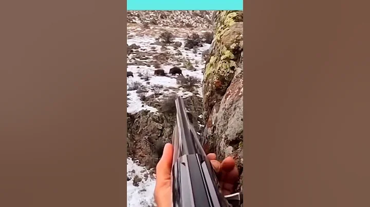 “Wild Boar Hunting Action 2025 🐗🔥 | Real Forest Chase & Close-Range Shot” #охота #hunters #huntingwe