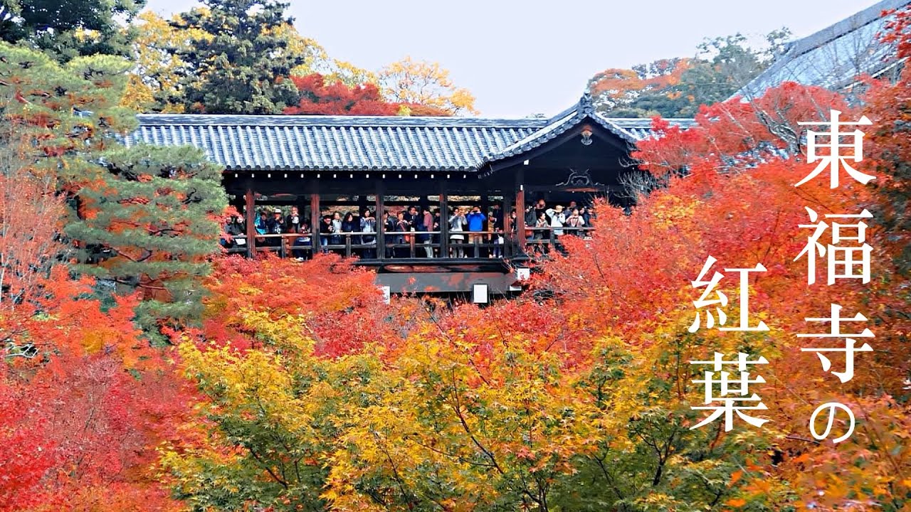 京都賞楓 東福寺 宇治 平等院 Youtube