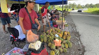 Download Lagu Hunting Durian Murah//Jambatan Durin MP3