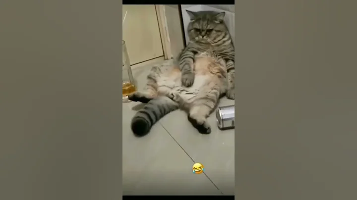 Video 11433971: clean funny cat