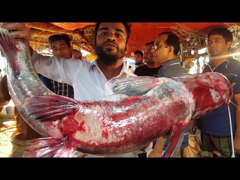 Big Long Whiskered Catfish Cut Into Chunk In Fish Market Bangladesh
