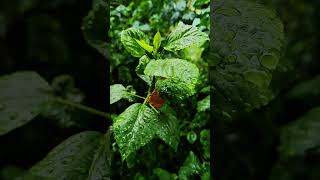 Relaxing Rain Sounds 🌿🌧💦 #rain #relaxing #睡眠用bgm #relax #regenklänge #sonsdupourdormir #sleepsounds