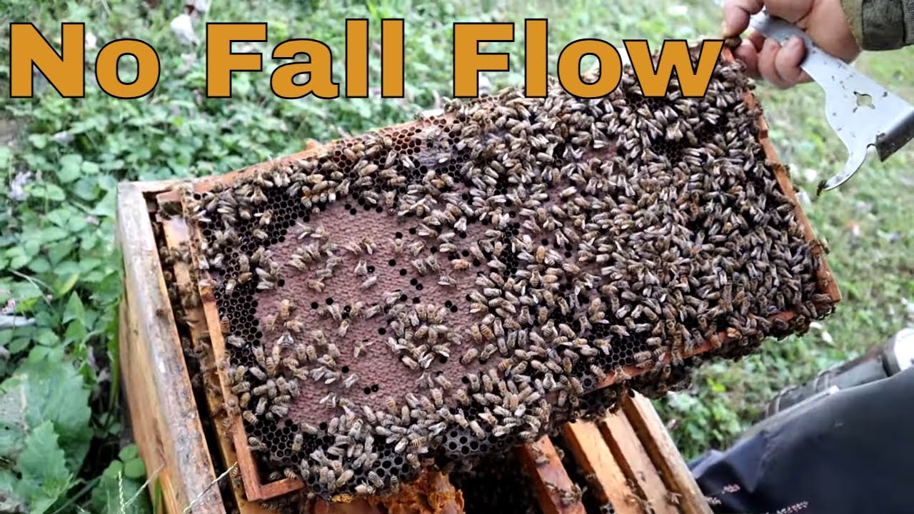 🔵Что нужно моим пчёлам на зиму? 11 октября