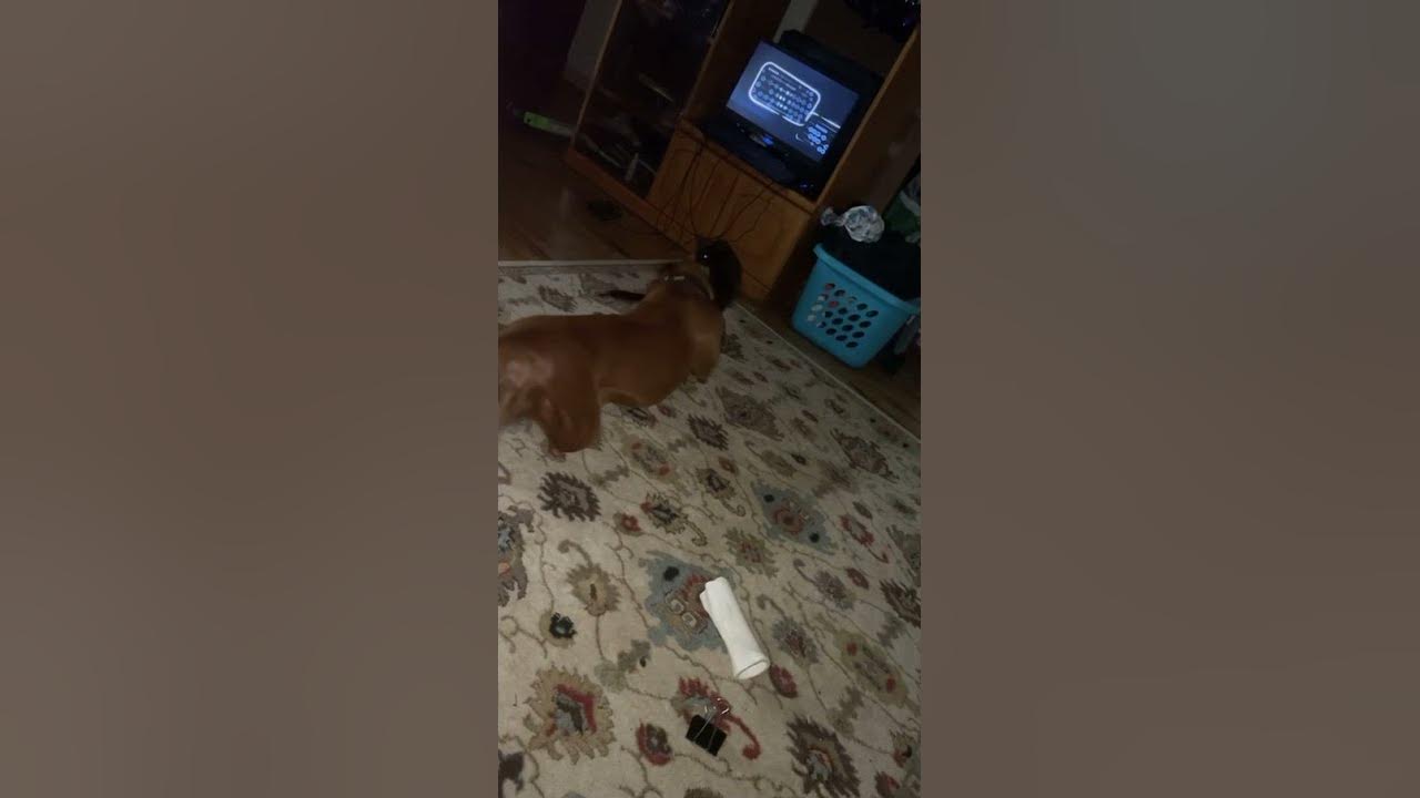 Cat Vs Dog Fight To The Death Cat vs dog fight to the death!! #shorts # YouTube shorts - YouTube