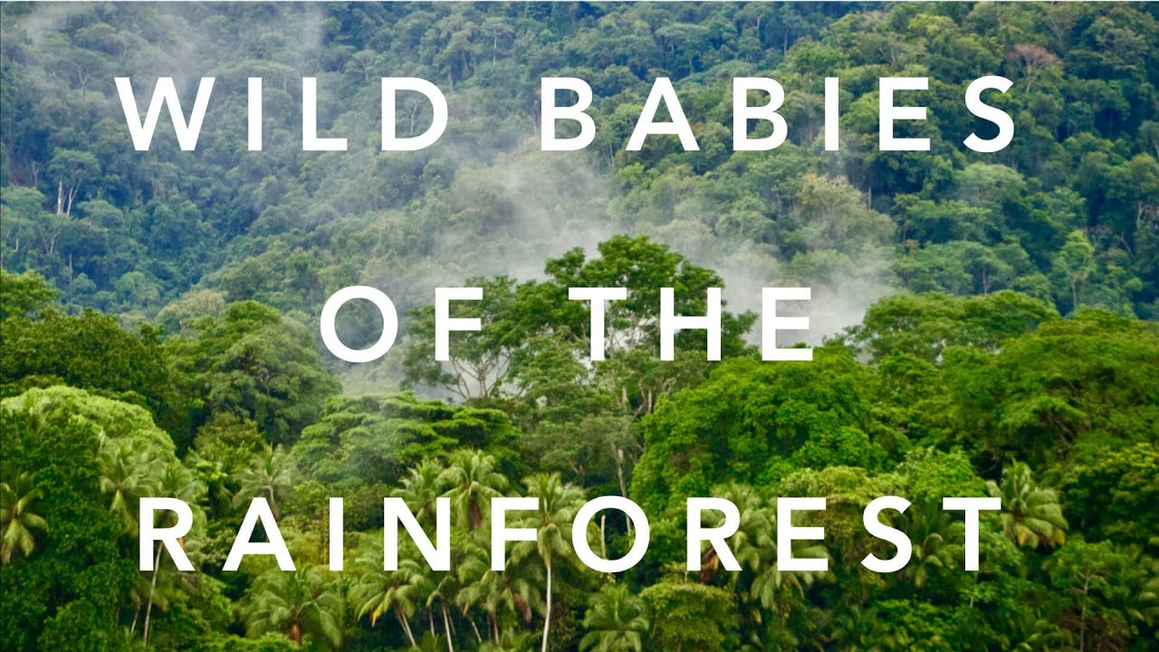 Wild Babies of the Rainforest