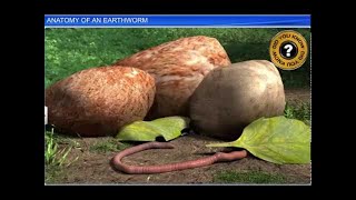 CBSE Class 11 Biology || Anatomy of an Earthworm || By Shiksha House