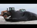 Whale baleen from the bowhead whale