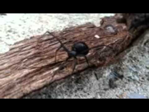 Angry black widow spider