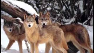 Wolves