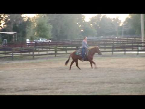 MR Performance Horses & Cuervo Neat - 45 days Riding