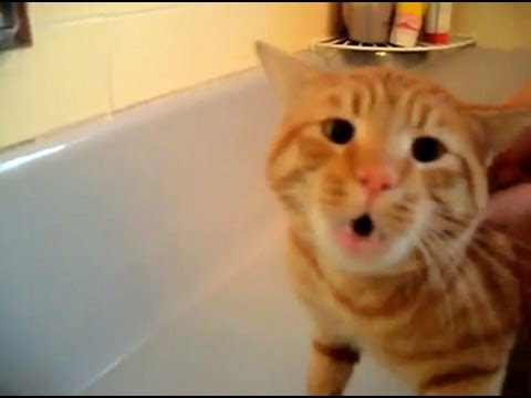 Official Cat Bath Freak Out, Cat In Bathtub Meme