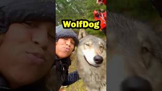 Wolfdogs Being Funny, Sweet, and Chaotic 😂🐺💖