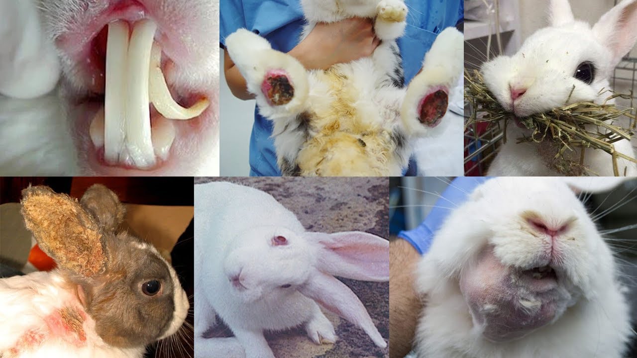 5 DOENÇAS MAIS COMUNS EM COELHOS DOMÉSTICOS