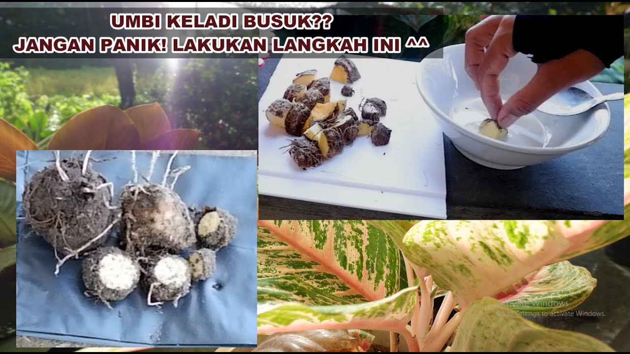 HASIL CACAH UMBI KELADI YANG BUSUK - Suri Rahma