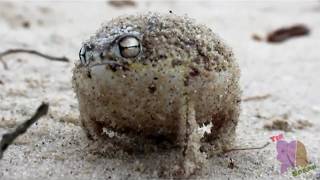 Angry Squeaking MeiaUm