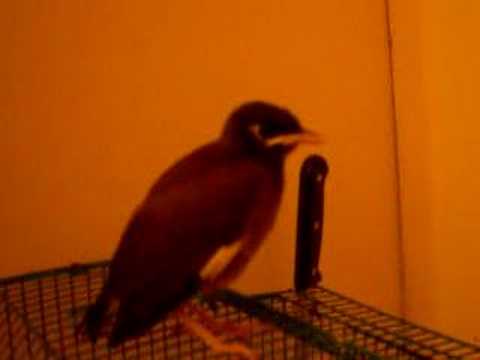anak burung tiong 