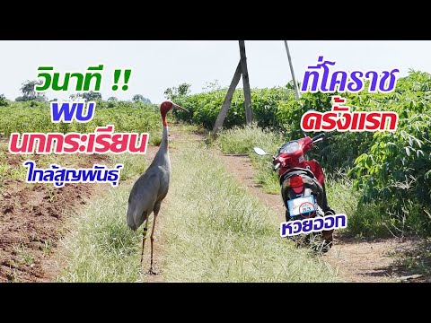 วินาทีพบนกใกล้สูญพันธุ์ นกกระเรียนไทย นกหายาก สัตว์สงวน มาอยู่ตรงนี้ได้ยังไง แจ้งเจ้าหน้าที่ด่วนเลย