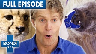 Dr Chris Brown Gives Nose Piercing to Pig | Best of Bondi Vet Episode 14 | Bondi Vet Full Episode