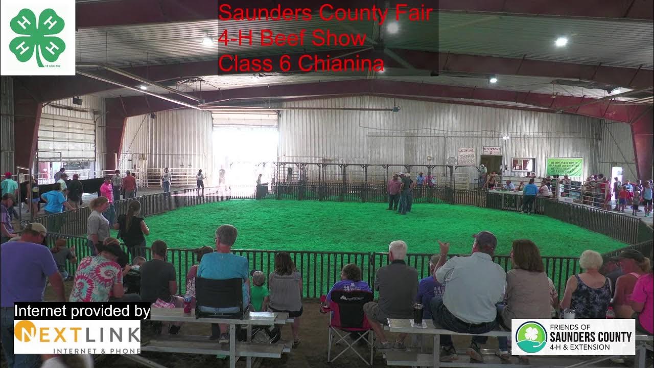 Saunders County Fair Beef Show 2024 YouTube