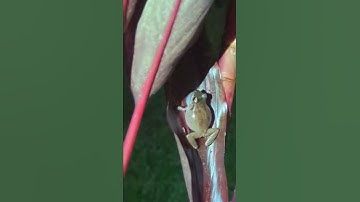 Thumbnail of Hawaii / Frogs (Common Coqui) - Big Island, Hawaii (Home)