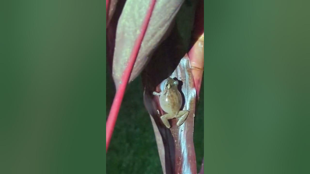 Hawaii / Frogs (Common Coqui) - Big Island, Hawaii (Home)
