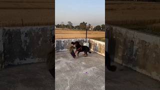 dogs playing 🔥 dog videos #rottweiler #germanshepherd #shorts
