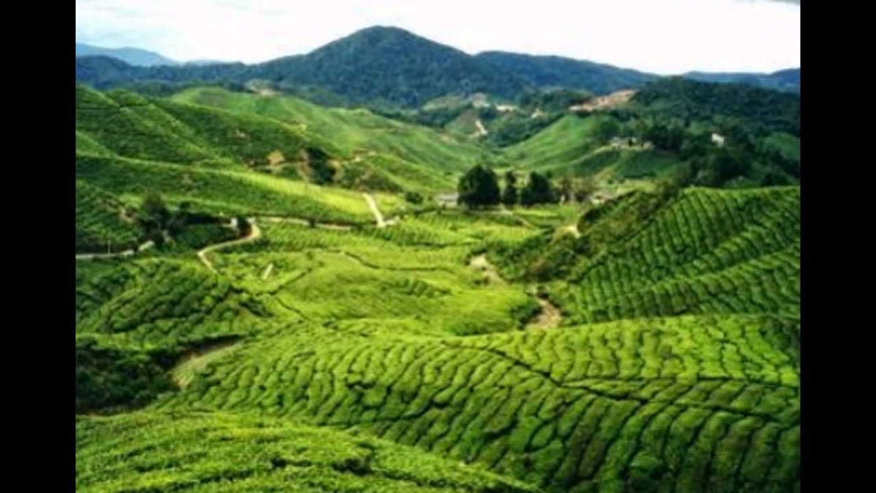 Cameron Highlands- Tourist Attractions in Malaysia - YouTube