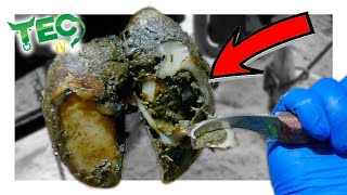 LARGE satisfying CHUNKS of HOOF removed